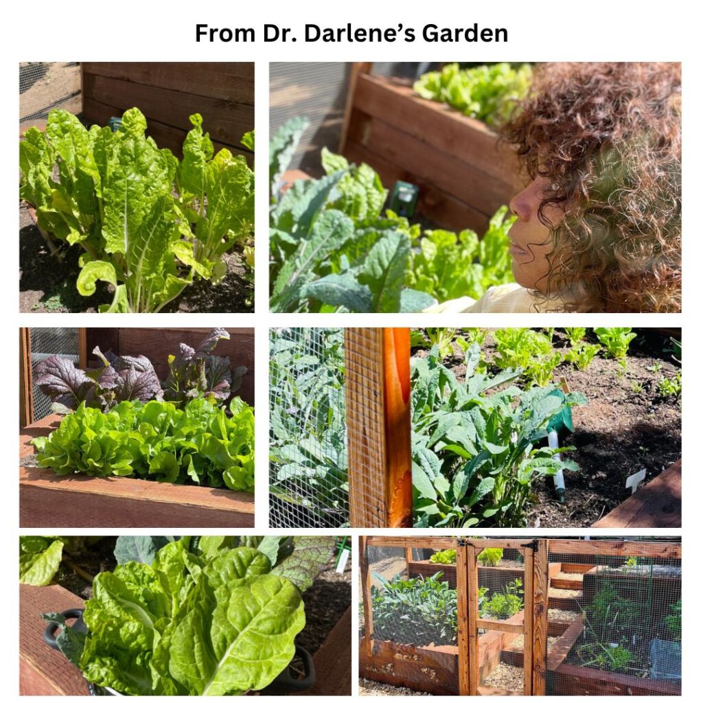 Vegetables from Darlene's Garden