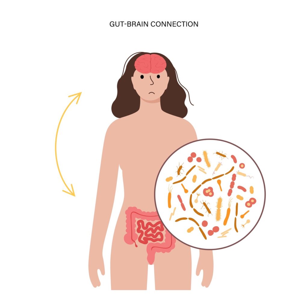 Gut brain connection and microbiome concept. Enteric nervous system in human body, small and large intestine. Signals from brain to digestive tract. Colon, bowel and cerebrum.