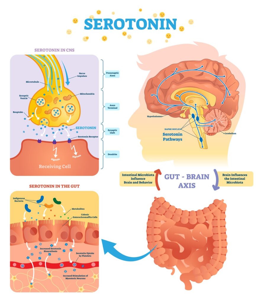 Serotonin illustration. Labeled diagram with gut brain axis and CNS. Intestinal microbiota influence brain behavior and intestinal cycle.