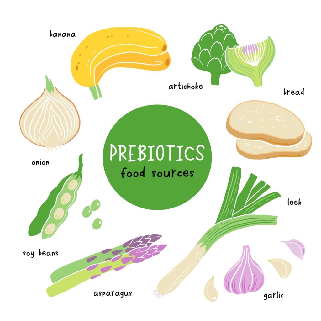 Prebiotic products, sources of these bacteria, nutrient rich food. Illustration of soy beans asparagus onion banana garlic artichoke