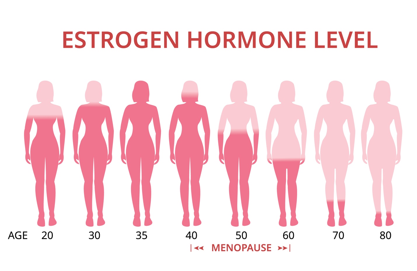 A diagram of the stages of menopause